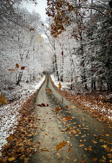 Книга. "Осенние листья под первым снегом" читать онлайн