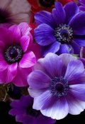 Обложка книги "Фиолетовые цветы"