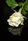 Обложка книги "Біла троянда короля"