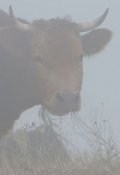 Обложка книги "Коровы ели туман"