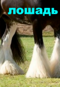 Обложка книги "Лошадь"
