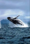 Обложка книги "Прощайте киты"