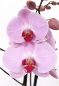 Обложка книги "Орхидея"