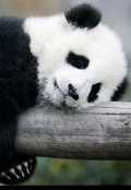 Обложка книги "У меня своя панда "