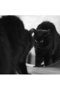 Обложка книги "День из жизни чёрной кошки"