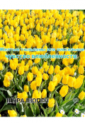 Обложка книги "История желтых тюльпанов "