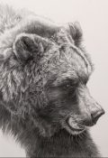 Обложка книги "Встреча с медведем"