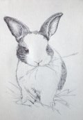 Обложка книги "Бедный белый кролик"