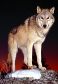 Обложка книги "Волк"
