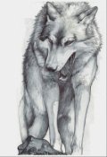Обложка книги "Волк "