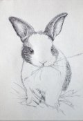 Обложка книги "Бедный белый кролик "