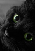 Обложка книги "Чёрный кот"