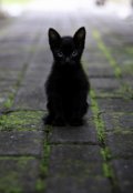 Обложка книги "Черный кот"