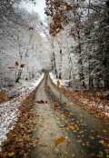 Обложка книги "Осенние листья под первым снегом"