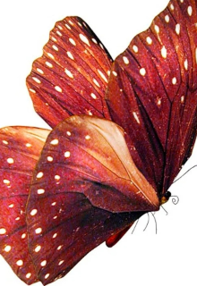 Книга. "Сказка про бабочек" читать онлайн