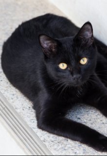 Книга. "Призрак чёрной кошки " читать онлайн
