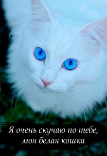 Книга. "Я очень скучаю по тебе, моя белая кошка" читать онлайн
