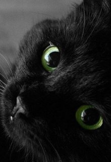 Книга. "Чёрный кот" читать онлайн