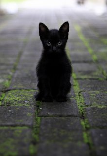 Книга. "Черный кот" читать онлайн